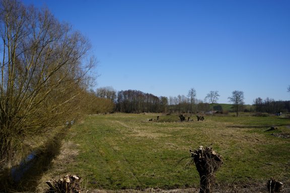 Blick auf eine weitläufige Wiese mit Bäumen und klarem blauen Himmel.