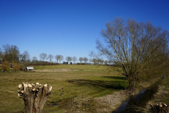 Landschaft mit Wiese, Bäumen im Hintergrund und klarem, blauem Himmel.